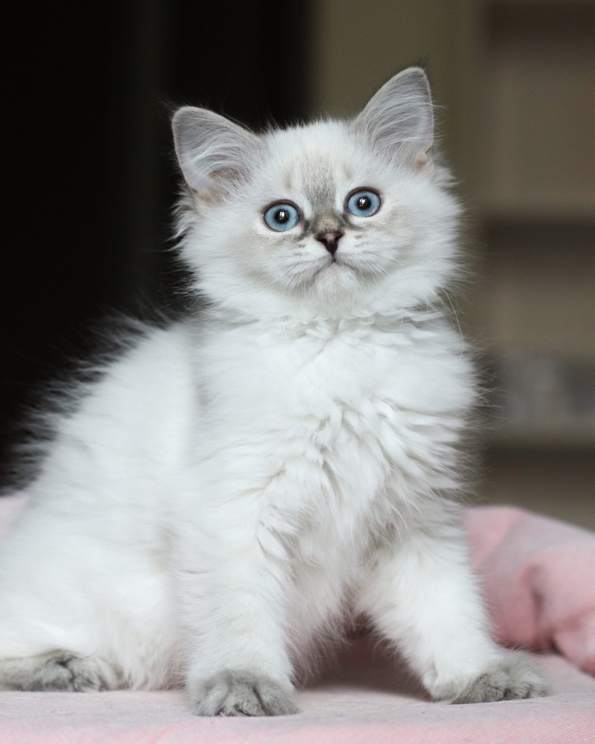 Available Kittens – LucianAurora Cattery